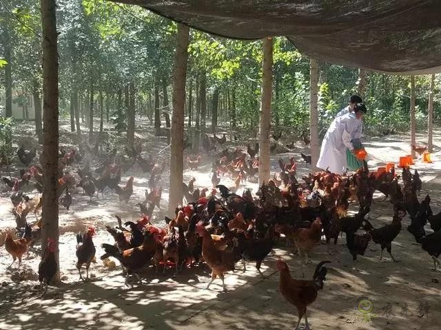 京東的這些“網(wǎng)紅”農(nóng)業(yè)項目,你都知道嗎?