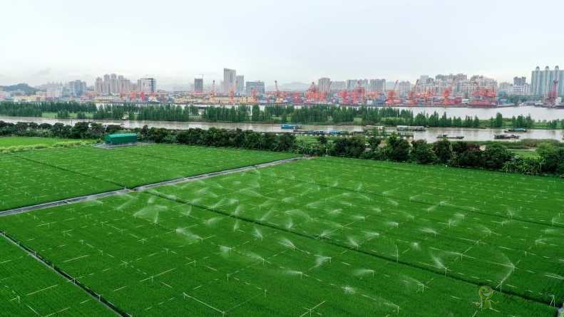 廣東黃埔長洲島啟動建設現(xiàn)代農(nóng)業(yè)科技“黃埔軍校”