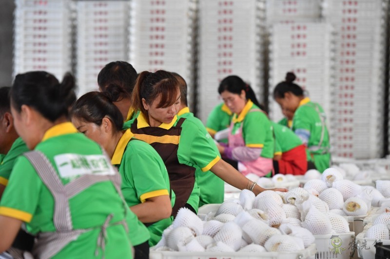 拼多多持續再加碼農業，&ldquo;最初一公里&rdquo;構架基本完成