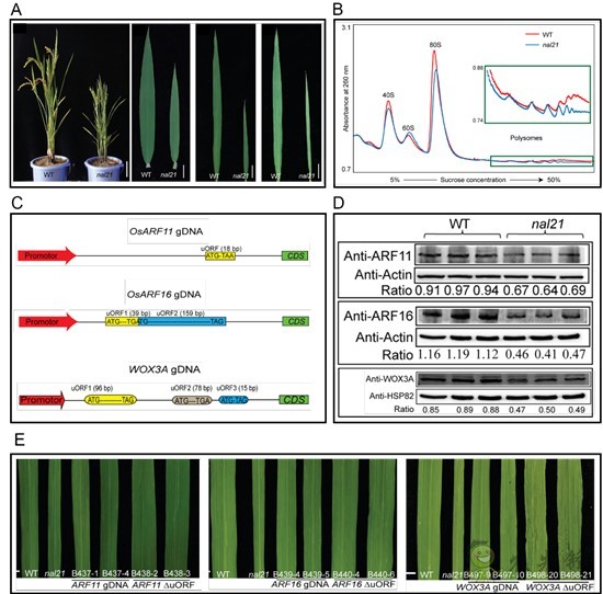 水稻葉片的寬窄,由這個核糖體蛋白來調(diào)控