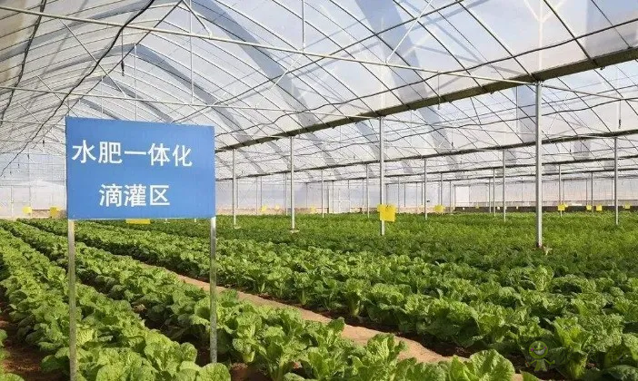 【專家解讀】柯炳生:有機農業的發展還是比較受限