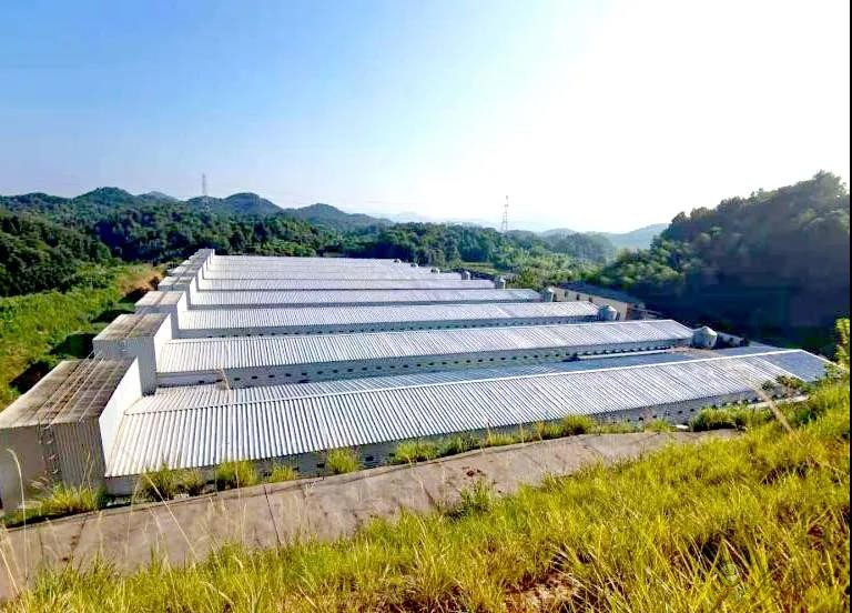 金華畜牧企業紛紛轉向&ldquo;四無&rdquo;養殖模式