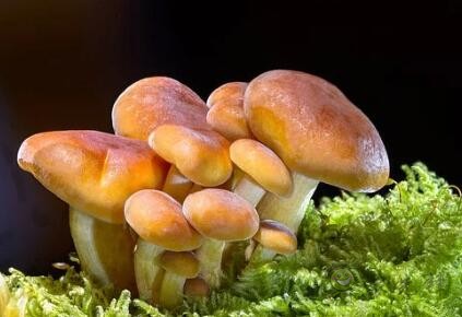 采摘成功率可達97%，蘑菇采摘機器人