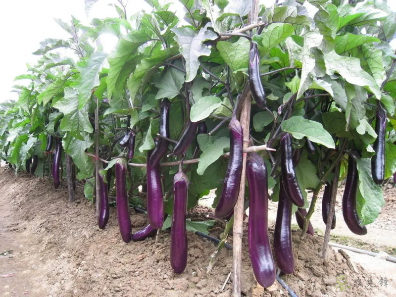 入伏后可以種植什么蔬菜？注意事項有哪些？