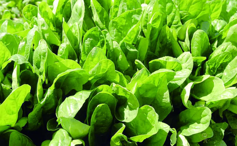 入伏后可以種植什么蔬菜？注意事項有哪些？