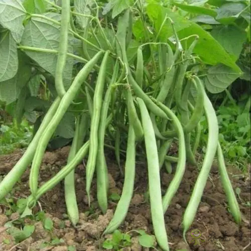 入伏后可以種植什么蔬菜？注意事項有哪些？