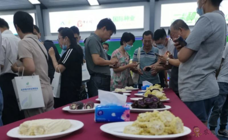 北京:發(fā)揮種業(yè)創(chuàng)新優(yōu)勢做強(qiáng)鮮食玉米產(chǎn)業(yè)