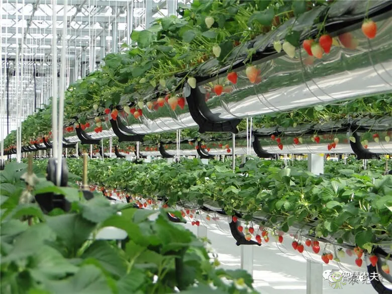 半年銷售額2億元！遼寧丹東&ldquo;空中草莓&rdquo;火了！