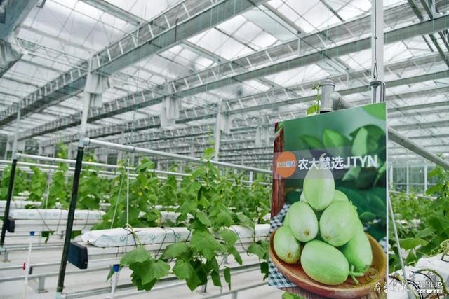 工業思維全力打造鄉村振興齊魯樣板:黃淮海花果蔬小鎮