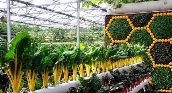 人均年收入40萬(wàn)+,壽光蔬菜成功秘訣到底是什么