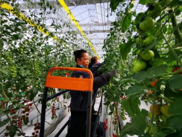 人均年收入40萬(wàn)+,壽光蔬菜成功秘訣到底是什么