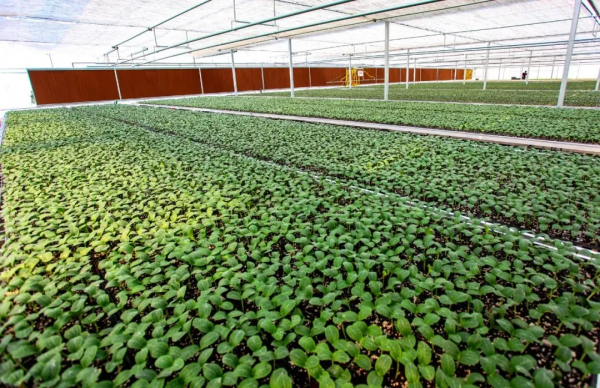 人均年收入40萬(wàn)+,壽光蔬菜成功秘訣到底是什么