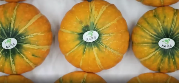 人均年收入40萬(wàn)+,壽光蔬菜成功秘訣到底是什么