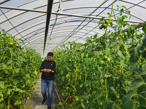 塑料大棚&ldquo;智能化&rdquo;，北京開展高效設施農業用地試點