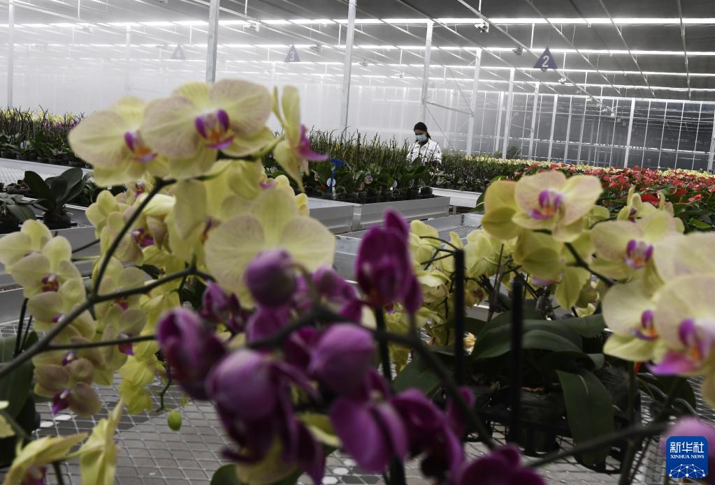 新華社發(史有東 攝)