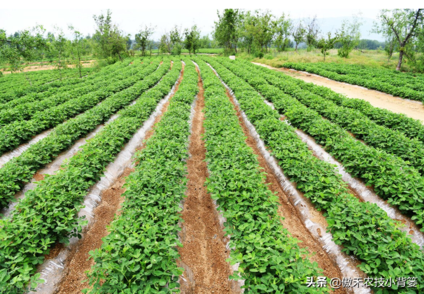農(nóng)作物起壟種植有哪些好處?起壟時如何確定最佳壟高?