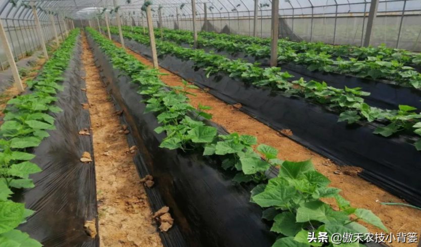 農(nóng)作物起壟種植有哪些好處?起壟時如何確定最佳壟高?