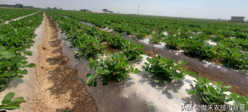 農(nóng)作物起壟種植有哪些好處?起壟時如何確定最佳壟高?