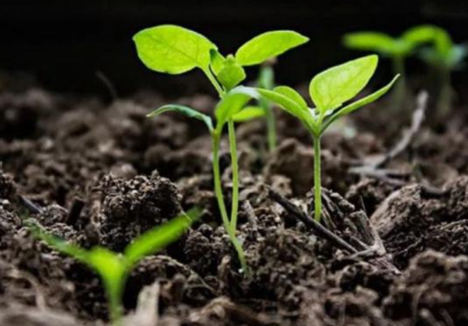 政策：國(guó)家支持設(shè)施農(nóng)業(yè)合法用地；雨潤(rùn)控股：負(fù)債超過(guò)1000億元