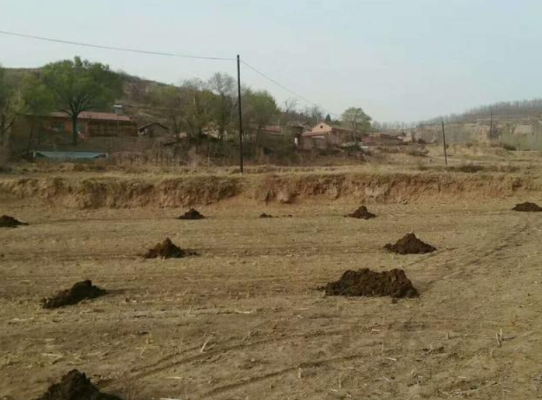 曬干的豬糞牛糞雞糞可以代替化肥嗎？