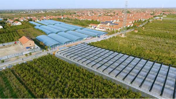 齊魯靈秀地 品牌農產品:智慧大棚里的沾化冬棗