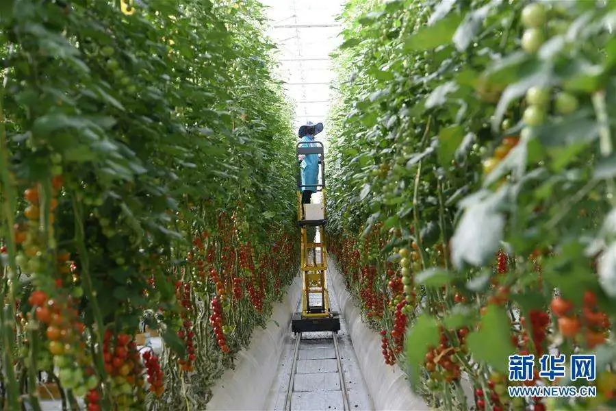 黃季焜：借勢借力做好農(nóng)業(yè)共享經(jīng)濟