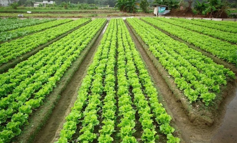 2022耕地地力保護(hù)補(bǔ)貼各地新標(biāo)準(zhǔn)，一畝補(bǔ)多少錢？速看