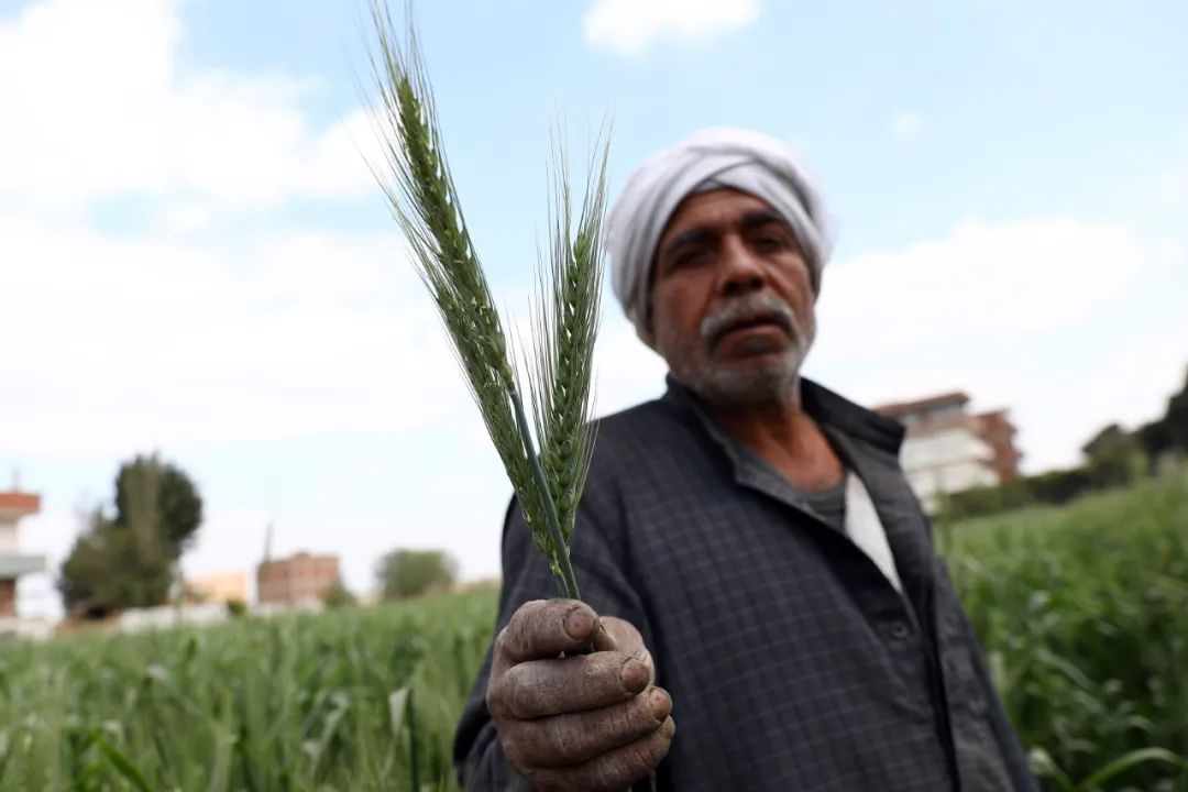俄烏局勢對主要農產品國際市場與貿易的影響有哪些？