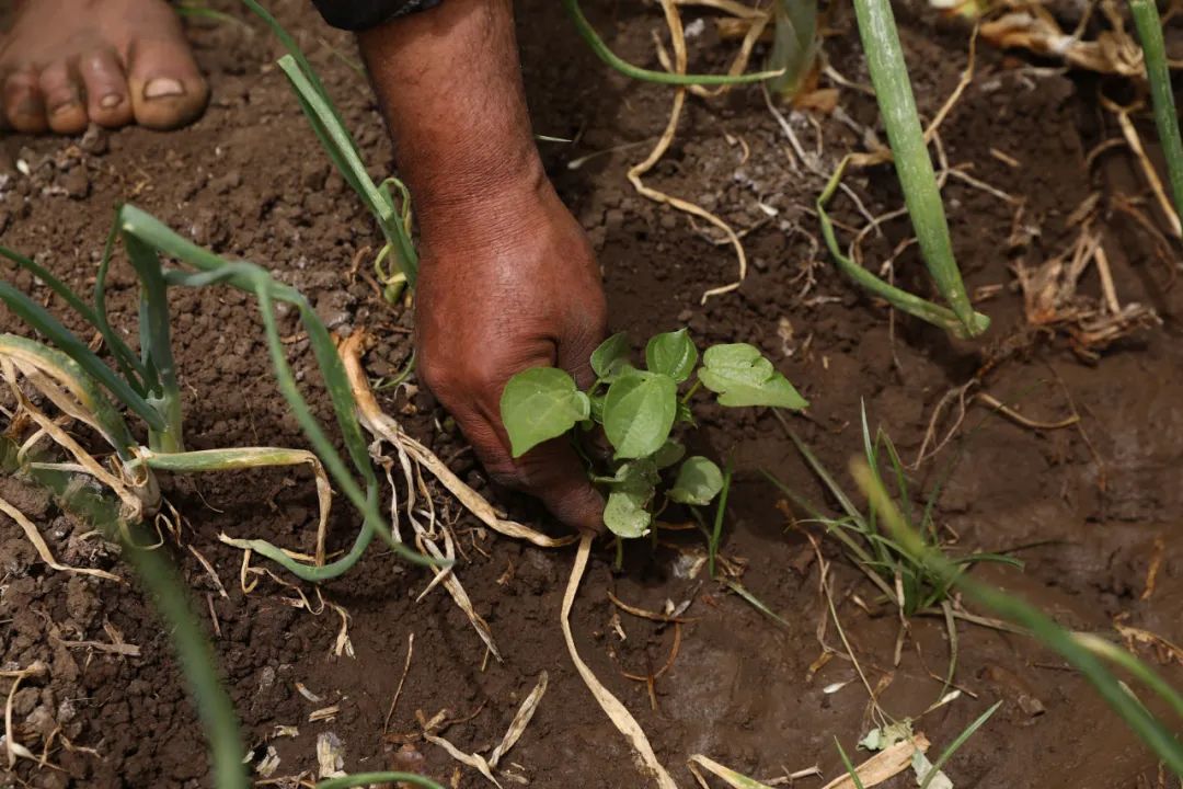 俄烏局勢對主要農產品國際市場與貿易的影響有哪些？