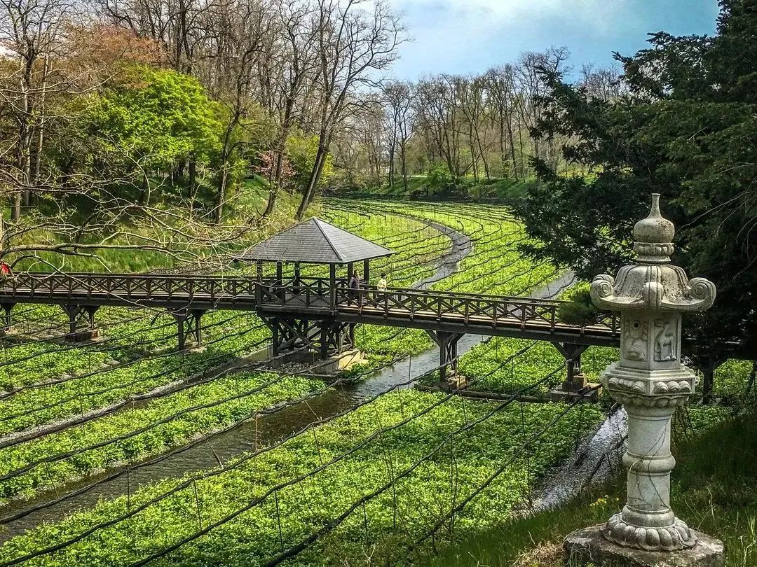 日本百年芥末農場：精耕單品，專注美食，以靜制動