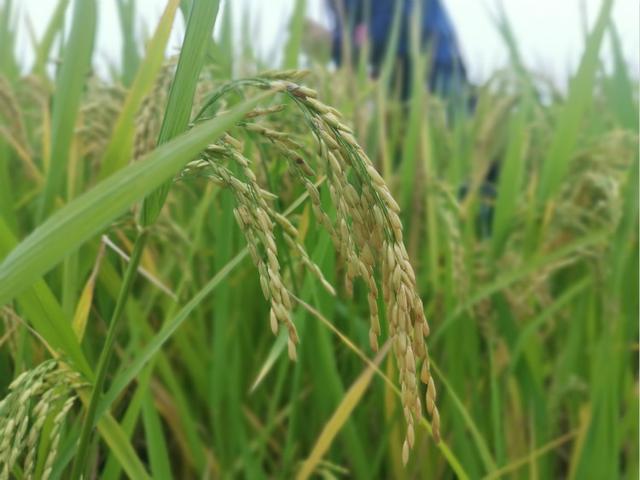 讓中國的水養得起中國的稻 世界首創的上海稻種可減排90%,掀起水稻“藍色革命” 讓中國的水養得起中國的稻 世界首創的上海稻種可減排90%,掀起水稻“藍色革命”