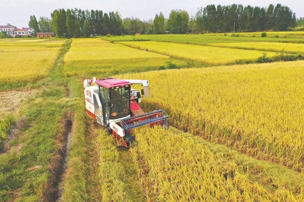 農業農村部:今年實現1.3萬億斤以上糧食產量目標有把握 農業農村部:今年實現1.3萬億斤以上糧食產量目標有把握