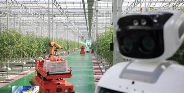 科技賦能“菜籃子”！看蔬菜大棚如何變身“綠色車間”