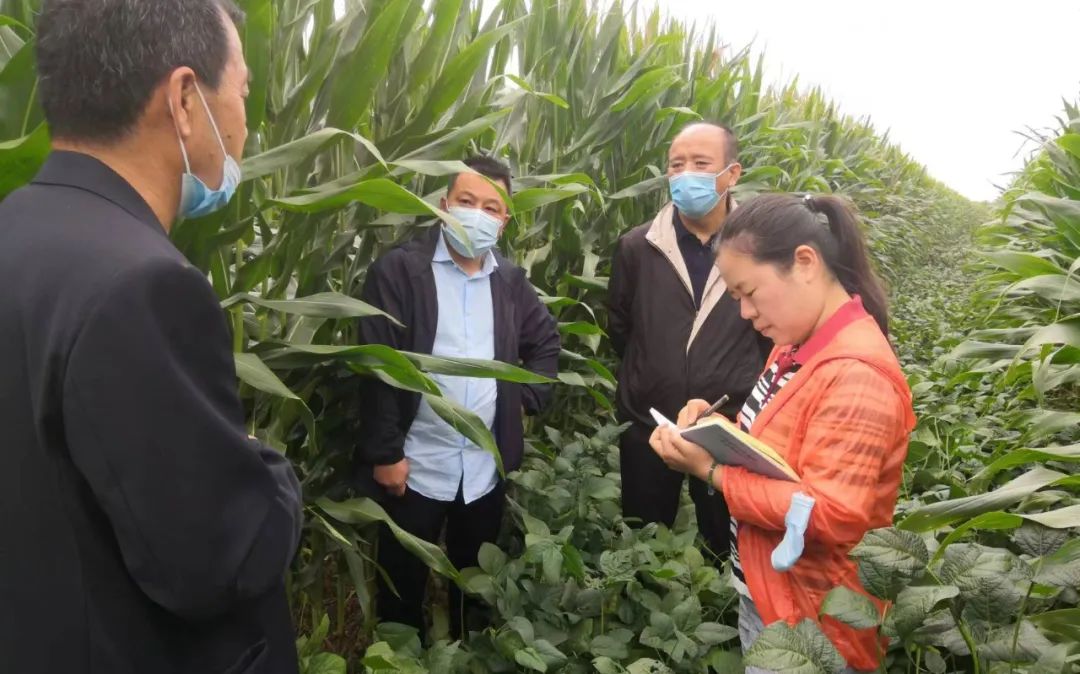 今年全國2200萬畝大豆擴產目標 預計將超額完成 今年全國2200萬畝大豆擴產目標 預計將超額完成