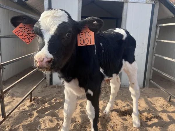 國(guó)內(nèi)首次！楊凌農(nóng)科專家團(tuán)隊(duì)給良種奶牛裝上“中國(guó)芯”