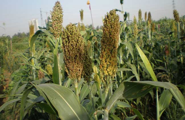 甜高粱配青玉米,鹽堿地上種出優質青貯飼料 甜高粱配青玉米,鹽堿地上種出優質青貯飼料