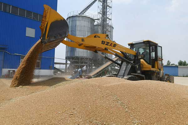 耕好“無形糧田”——從夏糧主產區看“全鏈條節糧減損”路徑