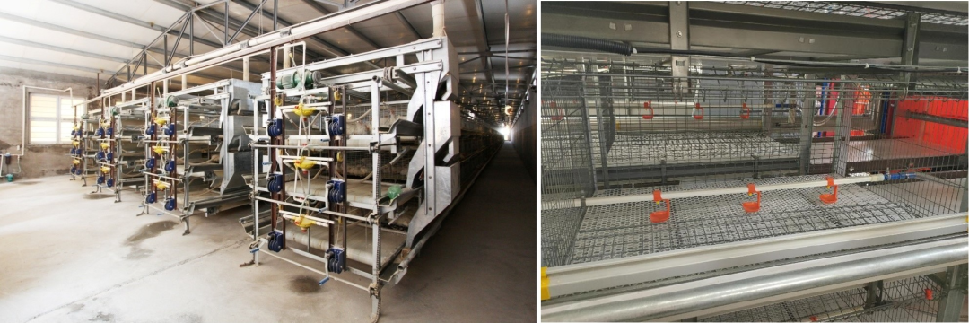 農(nóng)業(yè)農(nóng)村部發(fā)布《肉雞立體養(yǎng)殖技術(shù)指導(dǎo)意見》