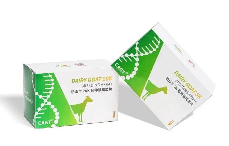 西北農林科技大學成功研發(fā)國內首款經濟實用型奶山羊育種芯片