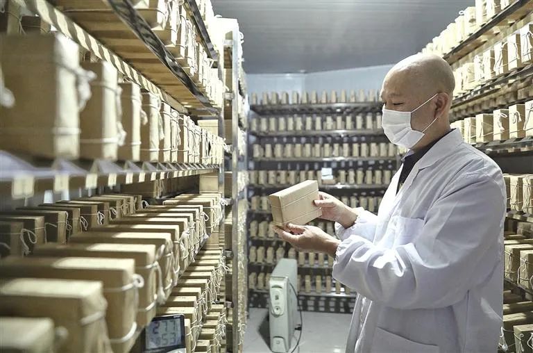 陜西涇陽(yáng)：茯茶“鏈”動(dòng)產(chǎn)業(yè)興