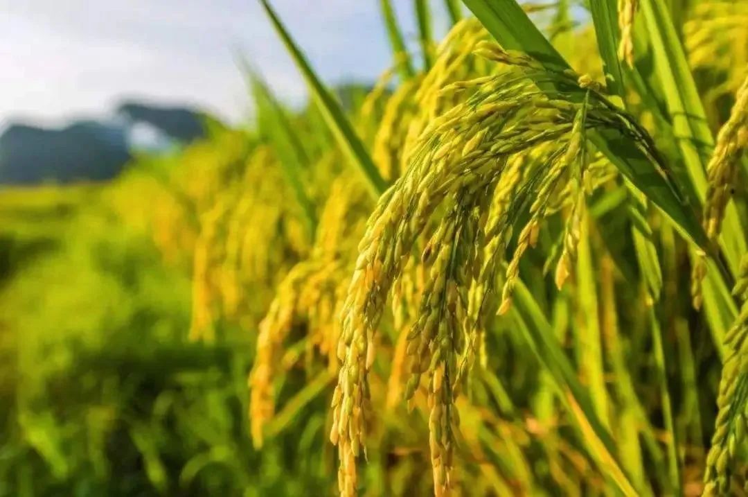 世界農業 | 越南推廣低碳水稻種植